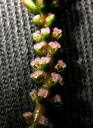 Attēlu rezultāti vaicājumam “Haloragaceae”