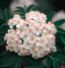 Attēlu rezultāti vaicājumam “Sorbus aucuparia flower”
