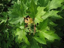 Attēlu rezultāti vaicājumam “Acer saccharinum”