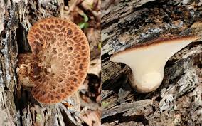 Attēlu rezultāti vaicājumam “Polyporus squamosus”