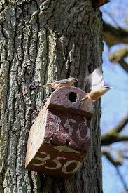 Attēlu rezultāti vaicājumam “Sitta europaea nest”