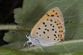 Attēlu rezultāti vaicājumam “Lycaena alciphron”