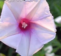 Image result for Ipomoea Lavender