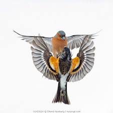 Attēlu rezultāti vaicājumam “Fringilla montifringilla”