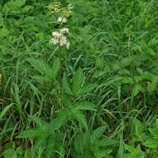 Image result for Filipendula ulmaria