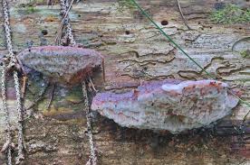 Attēlu rezultāti vaicājumam “Leptoporus mollis”