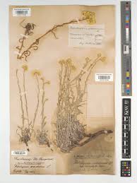 Attēlu rezultāti vaicājumam “Helichrysum arenarium”