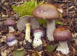 Attēlu rezultāti vaicājumam “Cortinarius praestans”
