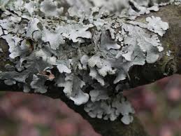 Attēlu rezultāti vaicājumam “Hypotrachyna sp.”