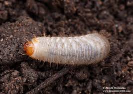 Attēlu rezultāti vaicājumam “Oxythyrea funesta”