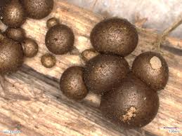 Attēlu rezultāti vaicājumam “Lycogala fuscoolearium spores”