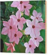 Image result for Nicotiana x sanderae