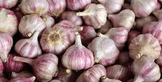 Attēlu rezultāti vaicājumam “Allium sativum fruit”