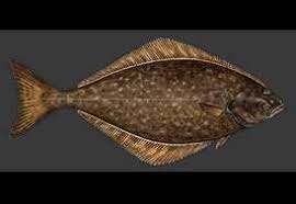 Image result for Hippoglossoides platessoides