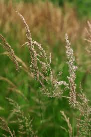 Attēlu rezultāti vaicājumam “Calamagrostis canescens”