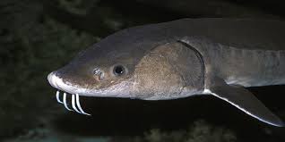 Image result for Acipenser fulvescens