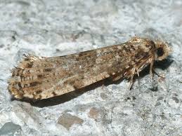 Attēlu rezultāti vaicājumam “Morophaga choragella”