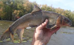 Image result for Minytrema melanops