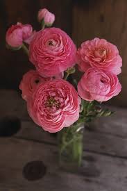 Attēlu rezultāti vaicājumam “Ranunculus brunnescens”