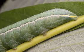 Attēlu rezultāti vaicājumam “Pterostoma palpina larva”