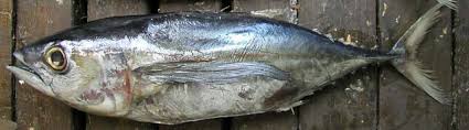 Image result for Thunnus obesus