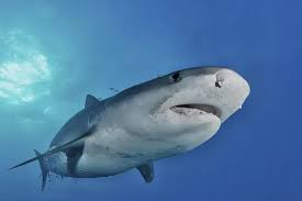 Image result for Galeocerdo cuvier