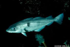 Image result for Melanogrammus aeglefinus