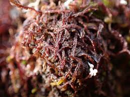 Attēlu rezultāti vaicājumam “Odontoschisma denudatum”