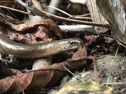 Attēlu rezultāti vaicājumam “Anguis fragilis adult”