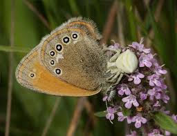 Attēlu rezultāti vaicājumam “Coenonympha glycerion underside”