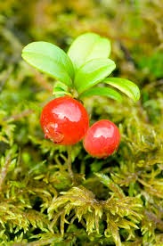 Attēlu rezultāti vaicājumam “Vaccinium vitis-idaea”