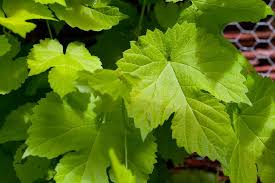 Attēlu rezultāti vaicājumam “Humulus lupulus leaf”