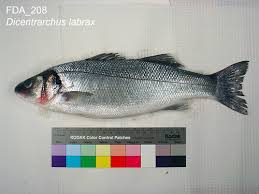 Image result for Dicentrarchus labrax