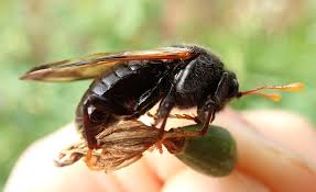 Attēlu rezultāti vaicājumam “Cimbex femoratus”