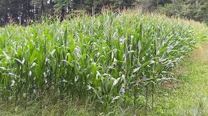 Attēlu rezultāti vaicājumam “Zea mays”