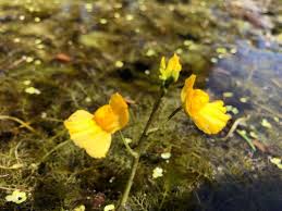 Attēlu rezultāti vaicājumam “Utricularia x neglecta flower”