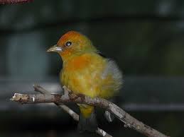 Image result for Piranga olivacea