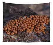 Attēlu rezultāti vaicājumam “Trichia scabra”