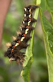 Attēlu rezultāti vaicājumam “Acronicta rumicis”