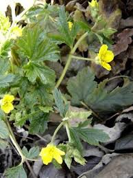 Attēlu rezultāti vaicājumam “Waldsteinia geoides”