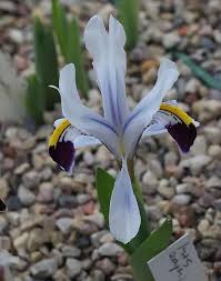 Attēlu rezultāti vaicājumam “Iris rosenbachiana flower”