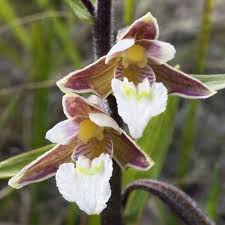 Attēlu rezultāti vaicājumam “Epipactis palustris flower”