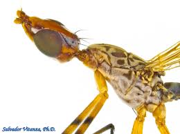 Attēlu rezultāti vaicājumam “Micropezidae”