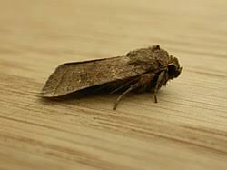 Attēlu rezultāti vaicājumam “Hoplodrina octogenaria”