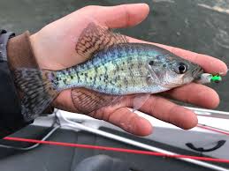 Image result for Pomoxis annularis