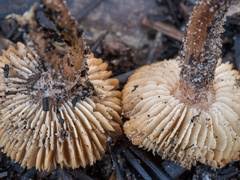 Attēlu rezultāti vaicājumam “Physarum globuliferum young”