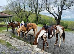 Image result for Greenways Riding Stable Lower Eashing