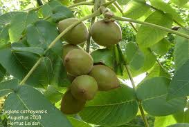 Attēlu rezultāti vaicājumam “Juglans x sinensis fruit”