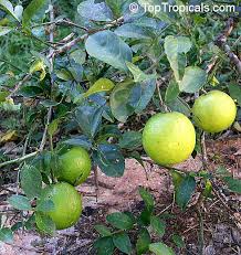 Attēlu rezultāti vaicājumam “Juglans x sinensis fruit”