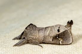 Attēlu rezultāti vaicājumam “Clostera pigra”